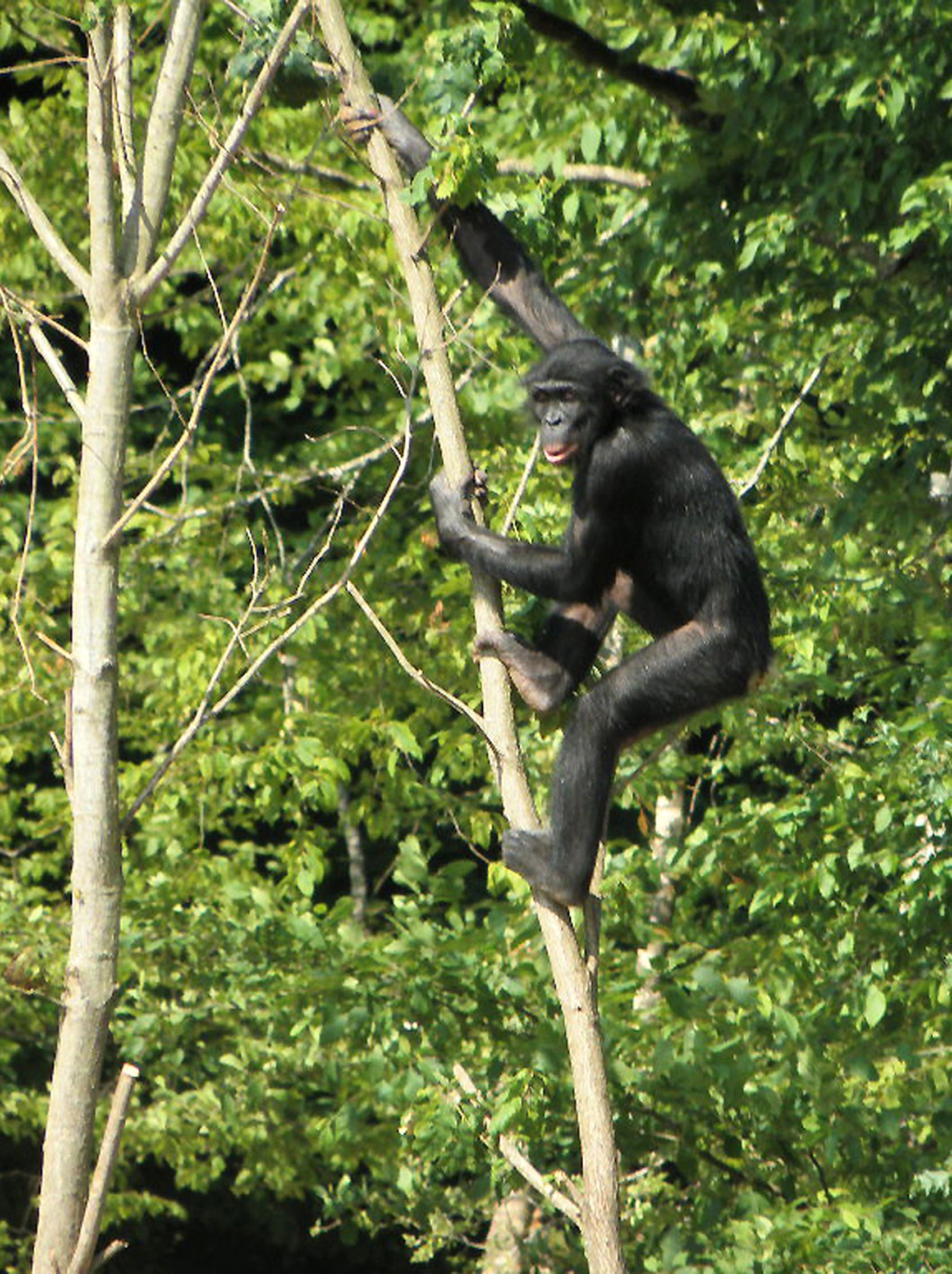la Vallée des Singes l'acrobate bonobo