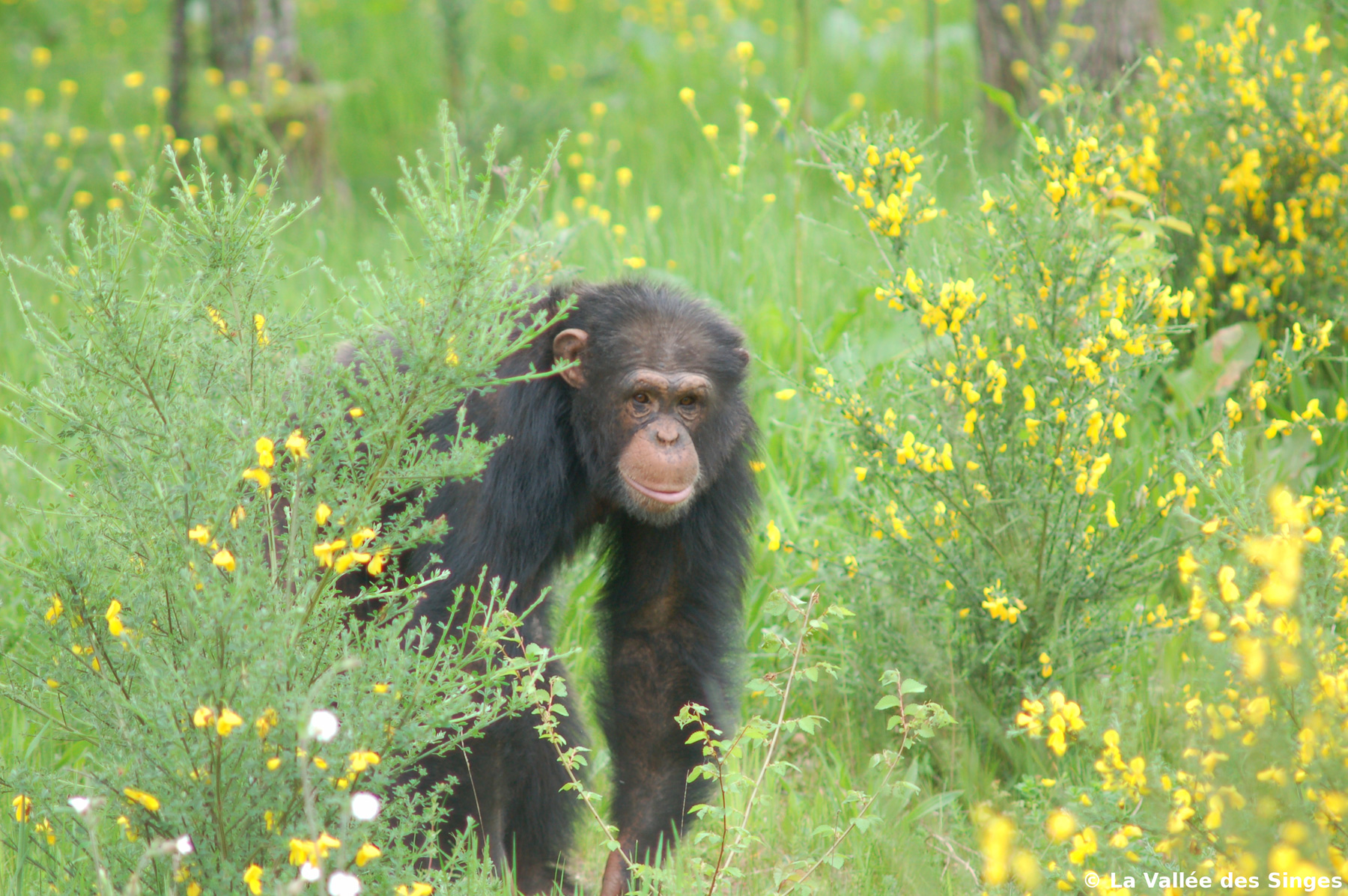Chimpanzé la Vallée des Singes